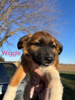 Rescue Miniature Poodle Dogs for Adoption in Homewood, Illinois - Wiggle | PetCurious