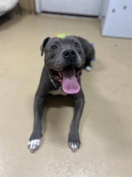 Rescue Pit Bull Terrier and Mixed Breed Dogs for Adoption in Chula Vista, California - AXEL | PetCurious