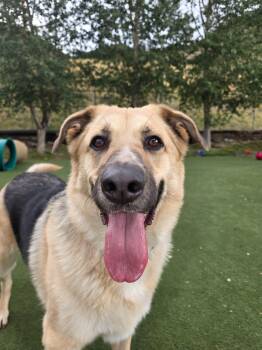 Rocky -  German Shepherd Dog and Husky Dog for Adoption in Jackson, Wyoming - Rocky | PetCurious