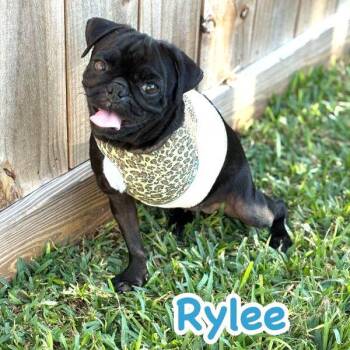 Rescue Pug Dogs for Adoption in Alvin, Texas - Rylee | PetCurious