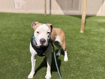 MAYA -  Staffordshire Bull Terrier Dog for Adoption in St. Cloud, Florida - MAYA | PetCurious