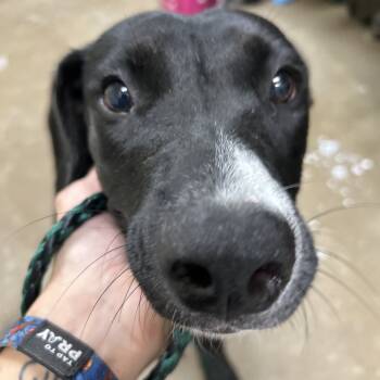 Rescue Mixed Breed Dogs for Adoption in Palestine, Texas - Diamond | PetCurious