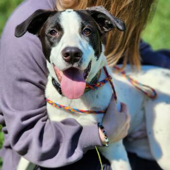 Rescue Terrier Dogs for Adoption in Montgomery, Alabama - Sam | PetCurious