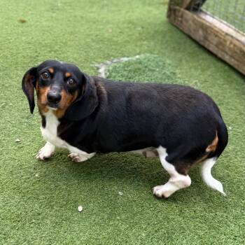 Rescue Dachshund Dogs for Adoption in Loxahatchee Groves, Florida - Raven 0094 | PetCurious