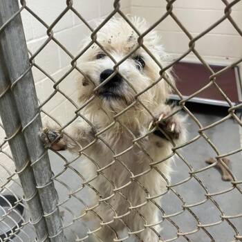 Donut -  Shih Tzu and Mixed Breed Dog for Adoption in Palestine, Texas - Donut | PetCurious