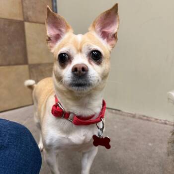 Doja 54603 -  Chihuahua Dog for Adoption in Las Vegas, Nevada - Doja 54603 | PetCurious