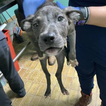 IVHS-Stray-143006 -  Pit Bull Terrier Dog for Adoption in San Gabriel, California - IVHS-Stray-143006 | PetCurious