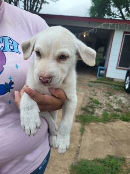 Labrador Retriever Dogs Available for Adoption in San Antonio, Texas - TAQUITO | PetCurious