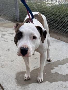 Pretty -  Pit Bull Terrier Dog for Adoption in Cleveland, Ohio - Pretty | PetCurious