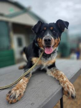 Rescue Bernese Mountain Dog Dogs for Adoption in Hot Springs, South Dakota - Maggie** | PetCurious