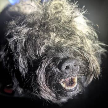 Poochie -  Mixed Breed Dog for Adoption in Philadelphia, Pennsylvania - Poochie | PetCurious