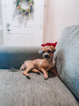 Spice -  Yorkshire Terrier Dog for Adoption in Goodyear, Arizona - Spice | PetCurious
