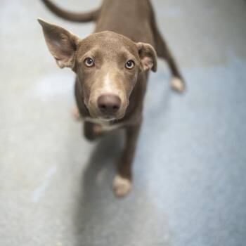 Gabby -  Vizsla and Mixed Breed Dog for Adoption in Pawling, New York - Gabby | PetCurious