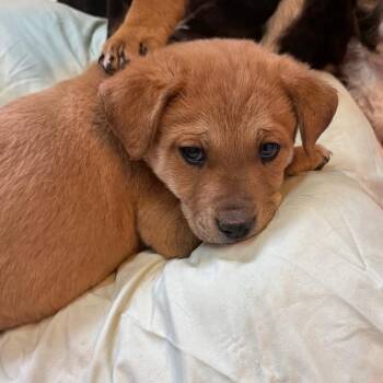Mixed Breed Dogs Available for Adoption - Dijon | PetCurious