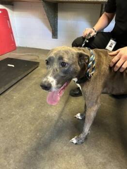 Rescue Staffordshire Bull Terrier and Mixed Breed Dogs for Adoption in Largo, Florida - Jimi | PetCurious