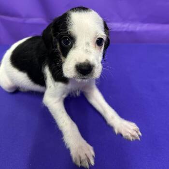 Aloe -  Terrier and Mixed Breed Dog for Adoption in North Myrtle Beach, South Carolina - Aloe | PetCurious