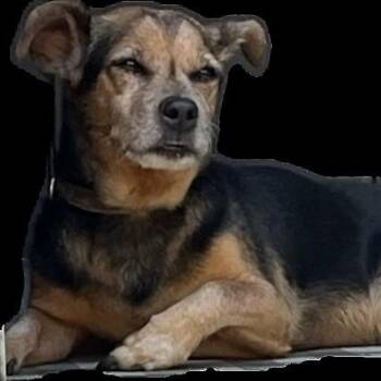 Rescue Chihuahua Dogs for Adoption in Sonora, California - Dozer | PetCurious