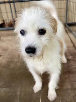 Rescue Terrier Dogs for Adoption in Centerville, Georgia - Maple | PetCurious