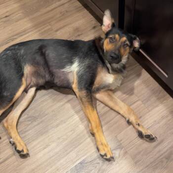 Equay D70178 -  German Shepherd Dog Dog for Adoption in Minnetonka, Minnesota - Equay D70178 | PetCurious