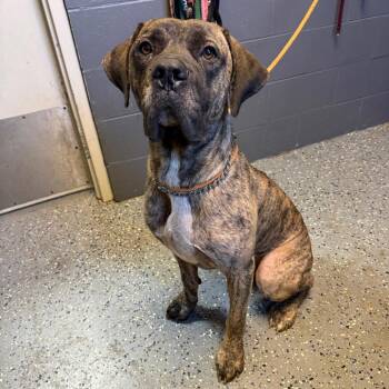 TUSC-Stray-85724 -  Mastiff Dog for Adoption in Tuscaloosa, Alabama - TUSC-Stray-85724 | PetCurious