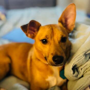 Rescue Chihuahua and Dachshund Dogs for Adoption - Emmett *Arriving 12/6* | PetCurious