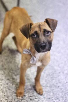 Boxer Dogs Available for Adoption in Manchester, New Hampshire - Penelope In NH! Come Meet Our Adoptable Dogs Wednesday-Saturday. | PetCurious