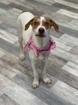 Rescue Coonhound Dogs for Adoption in Lufkin, Texas - Jilly | PetCurious