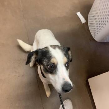 Mixed Breed and Australian Cattle Dog Blue Heeler Dogs Available for Adoption - Bella | PetCurious