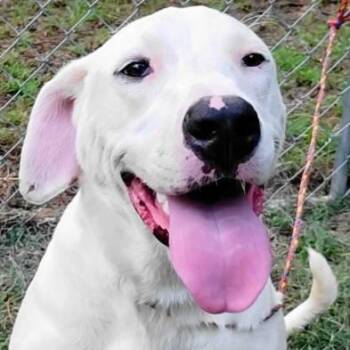 Nala -  Mixed Breed Dog for Adoption in Chelmsford, Massachusetts - Nala | PetCurious
