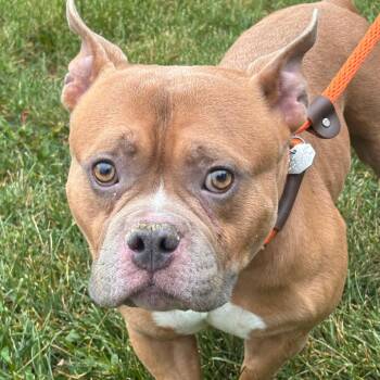 YORK-Stray-16031 -  Mixed Breed and American Bulldog Dog for Adoption in York, Pennsylvania - YORK-Stray-16031 | PetCurious