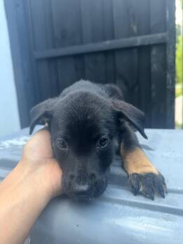 LITTER of 8 - Puppy 1 -  Black Labrador Retriever and Rottweiler Dog for Adoption in North Miami Beach, Florida - LITTER Of 8 - Puppy 1 | PetCurious