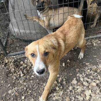Beagle Dogs Available for Adoption in Pine Bluff, Arkansas - Bravo | PetCurious