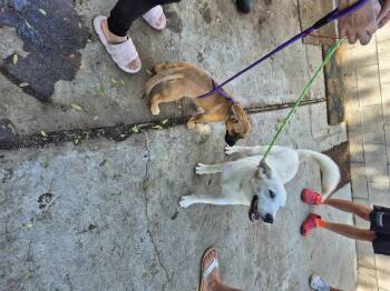 Rescue Eskimo Dog and Husky Dogs for Adoption in Manhattan Beach, California - Baby Snow Azul Eyes | PetCurious