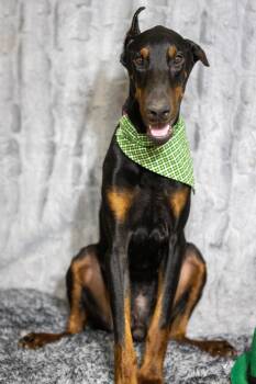 Doberman Pinscher Dogs Available for Adoption in Pearland, Texas - Ethan | PetCurious