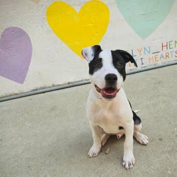 Raptor -  Hound and Mixed Breed Dog for Adoption in Rock Hill, South Carolina - Raptor | PetCurious