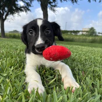 Buttercup -  Mixed Breed Dog for Adoption in Pearland, Texas - Buttercup | PetCurious