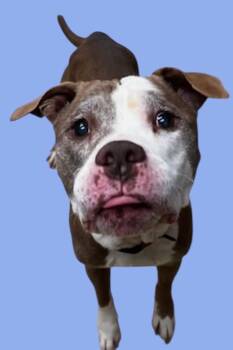 Rescue Pit Bull Terrier Dogs for Adoption in New Castle, Indiana - PeePaw | PetCurious