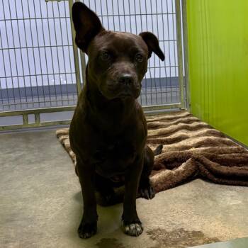 Bea2237 -  Pit Bull Terrier Dog for Adoption in San Jacinto, California - Bea2237 | PetCurious