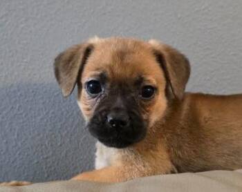 Pug and Beagle Dogs Available for Adoption in Manvel, Texas - Vivi | PetCurious