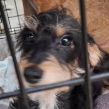 Dachshund and Poodle Dogs Available for Adoption - Anthem | PetCurious