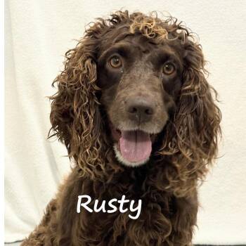 Rusty -  Boykin Spaniel Dog for Adoption in Aurora, Nebraska - Rusty | PetCurious