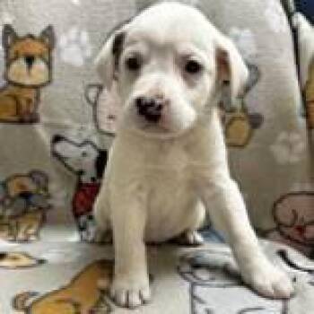 Rescue Australian Shepherd Dogs for Adoption in Portsmouth, Ohio - Akala | PetCurious