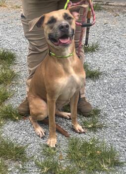 Jameson -  Great Dane Dog for Adoption in Elizabethtown, North Carolina - Jameson | PetCurious