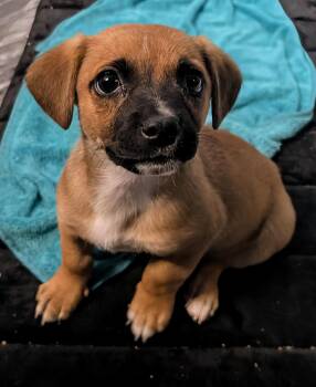Rescue Puggle Dogs for Adoption in Saint David, Arizona - Wyatt | PetCurious