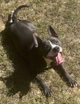 Rescue American Bully Dogs for Adoption in Darien, Georgia - Reesy | PetCurious