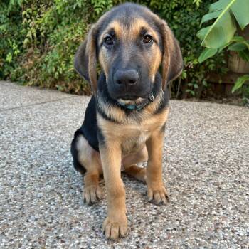 Ranger 2 -  Bloodhound Dog for Adoption in Krum, Texas - Ranger 2 | PetCurious
