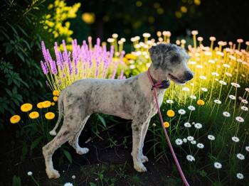 Molly -  Sheep Dog and Poodle Dog for Adoption in Churchville, New York - Molly | PetCurious