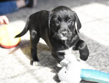 Labrador Retriever and Poodle Dogs Available for Adoption - Clair | PetCurious