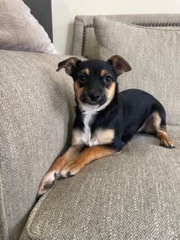 Mixed Breed Dogs Available for Adoption in Thousand Oaks, California - Liverwurst | PetCurious