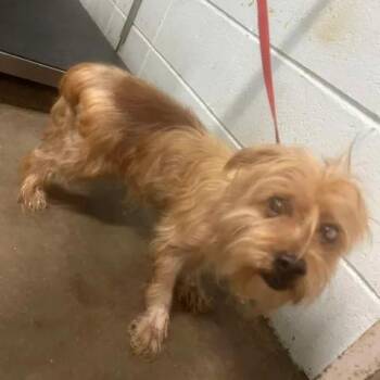 Chucky -  Terrier Dog for Adoption in Beaumont, Texas - Chucky | PetCurious